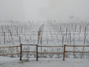 vigne innevate