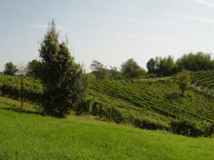 , le vigne dell'Azienda Agricola Vinicea
