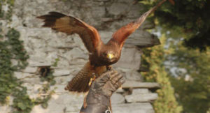 rapace per il laboratorio dedicato agli animali alla Biblioteca Luzzati