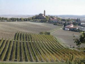 vigne in Monferrato