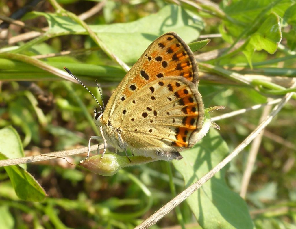 Lycaena tityrus 2